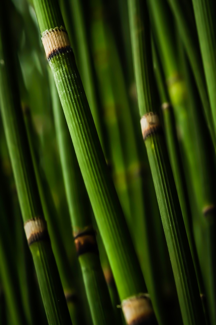 bamboo stems spires free photo