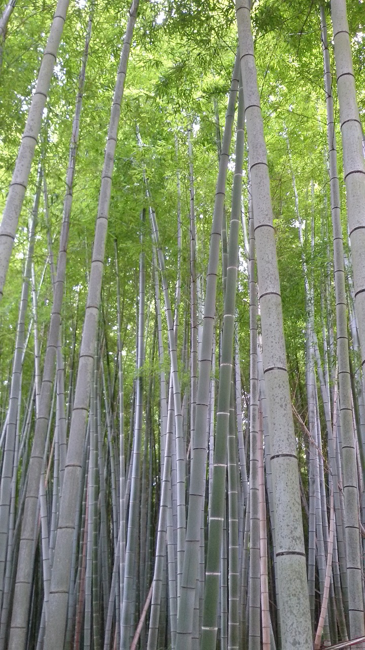 bamboo nature japan free photo