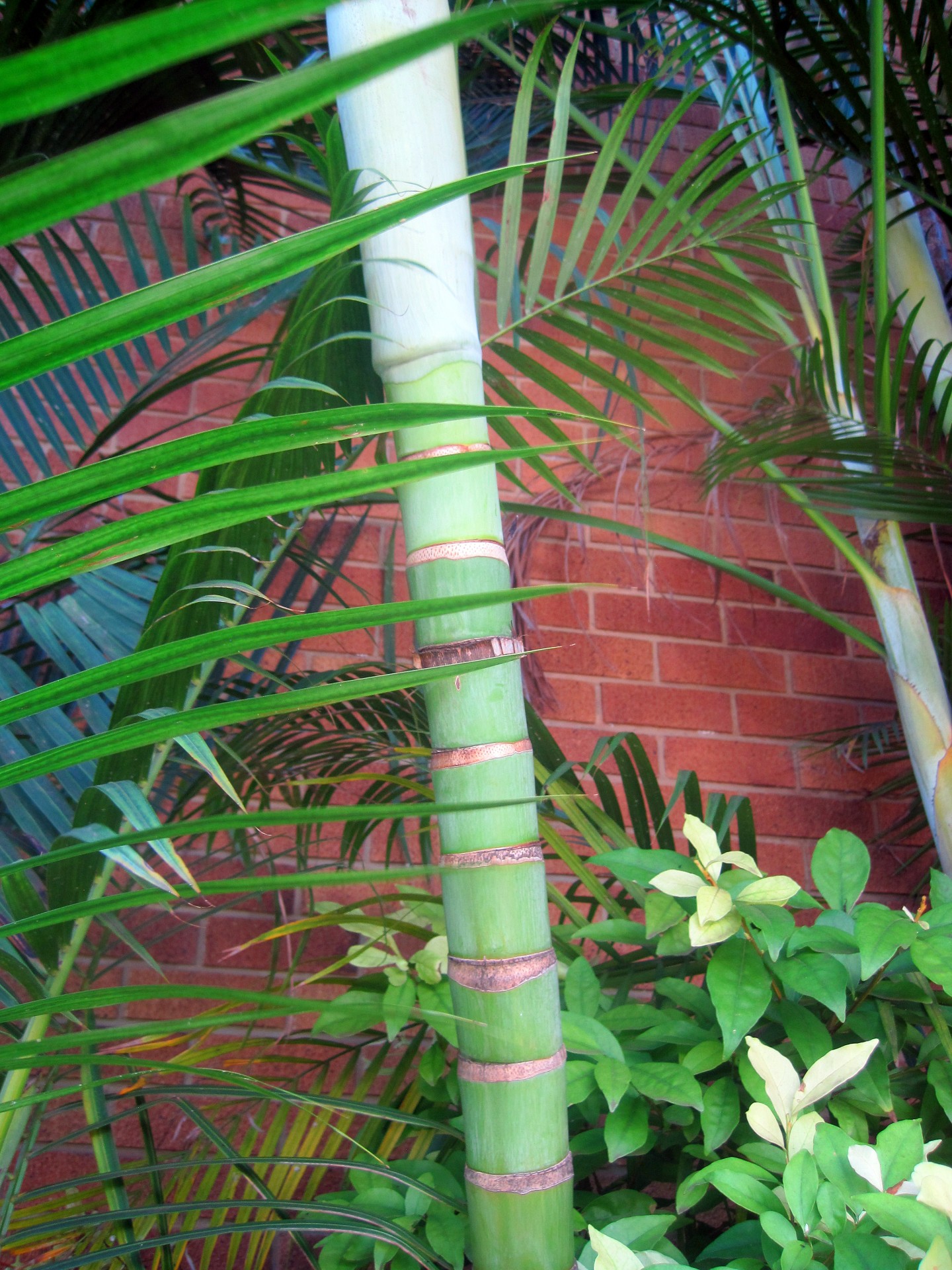 bamboo stem green free photo