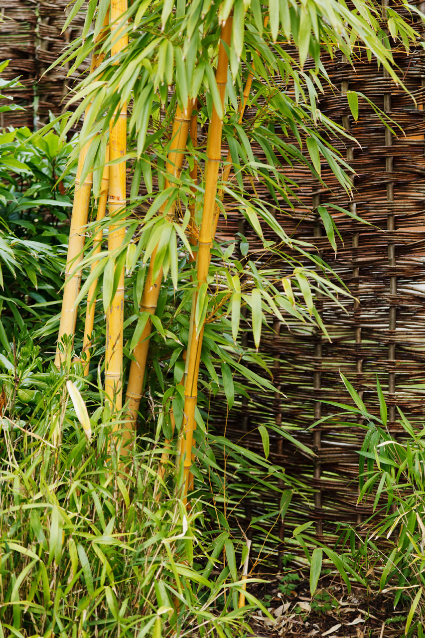background bamboo botanical free photo