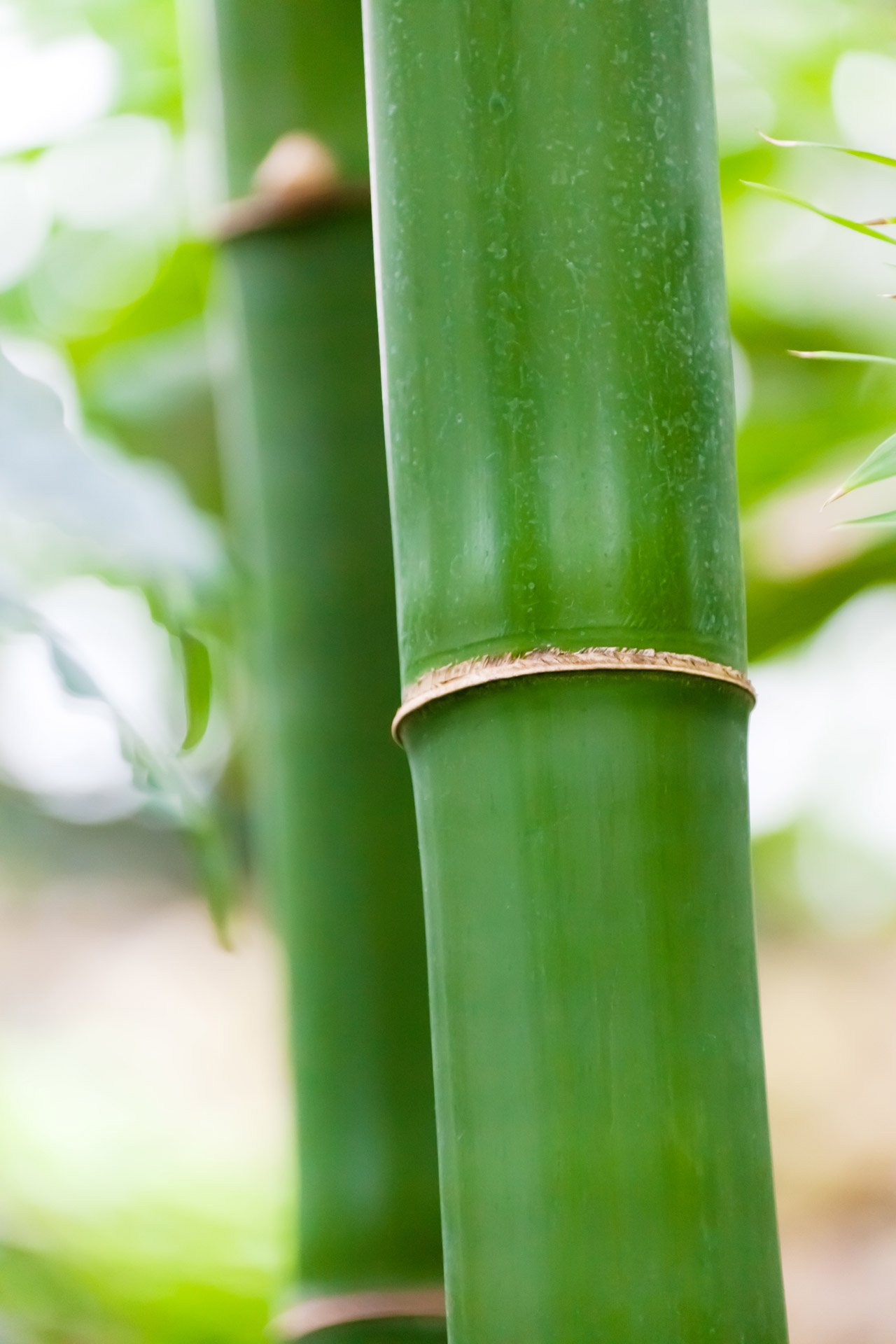 bamboo branch closeup free photo