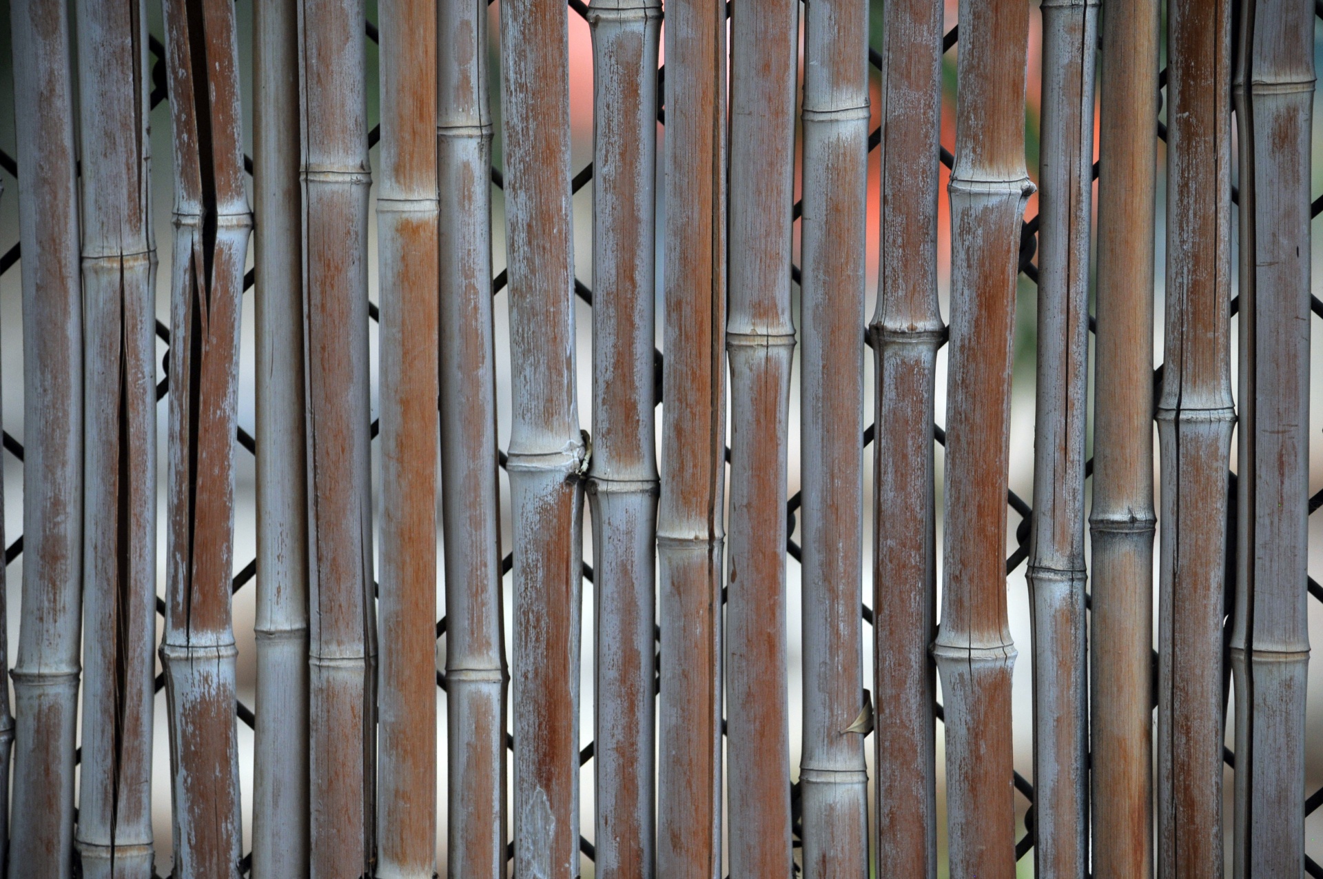 background wallpaper bamboo free photo