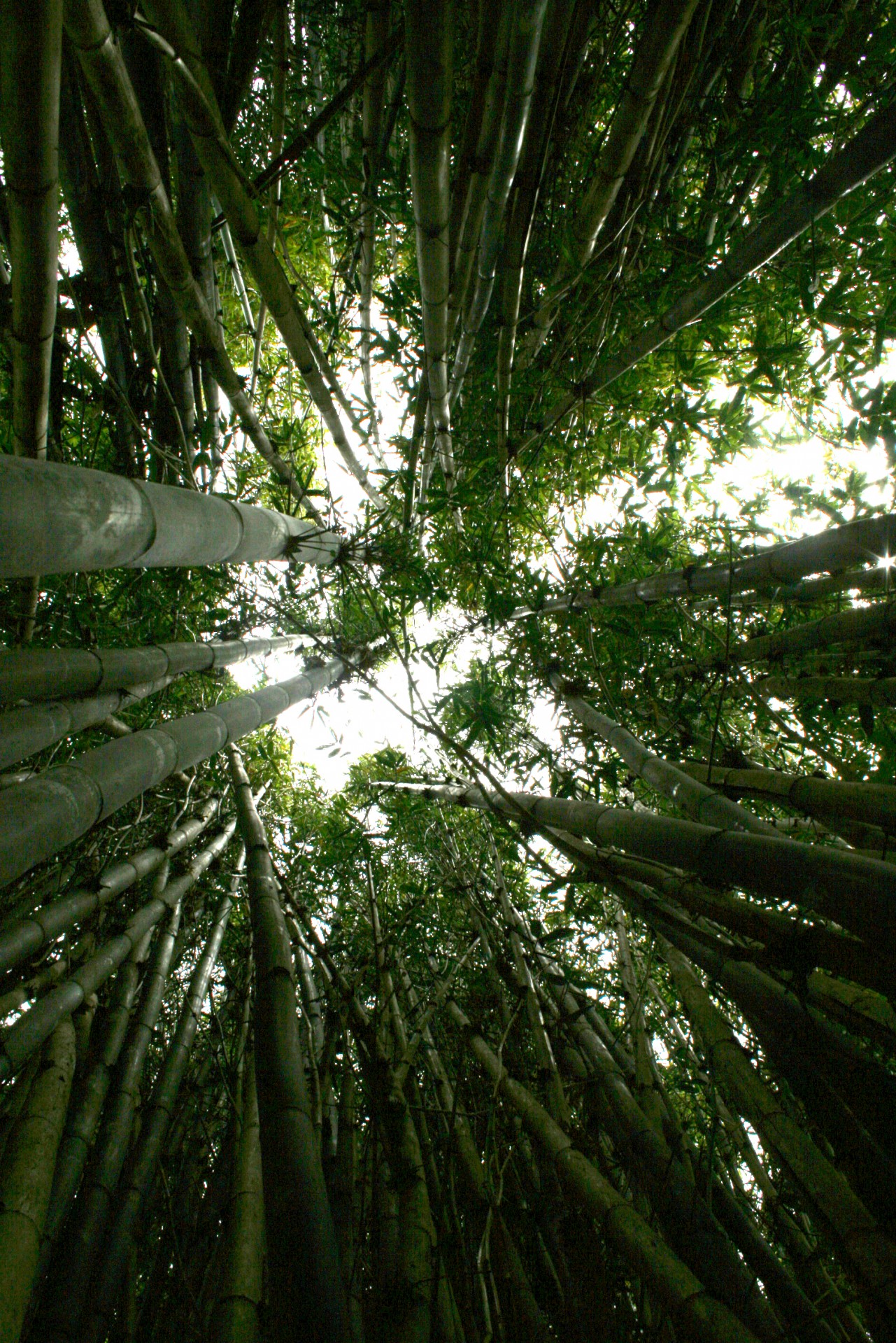 bamboo forest ecology free photo