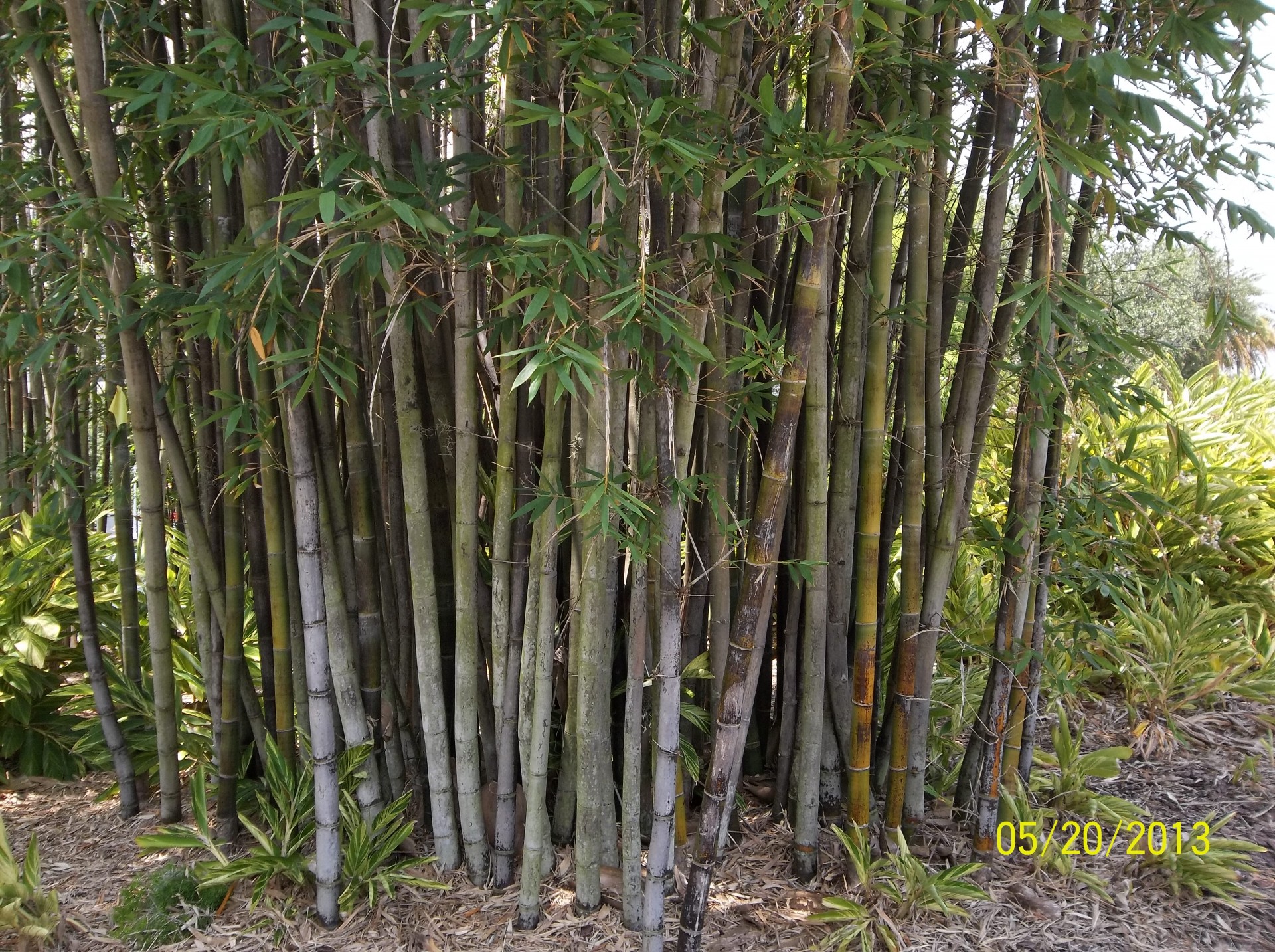 bamboo plants trees free photo