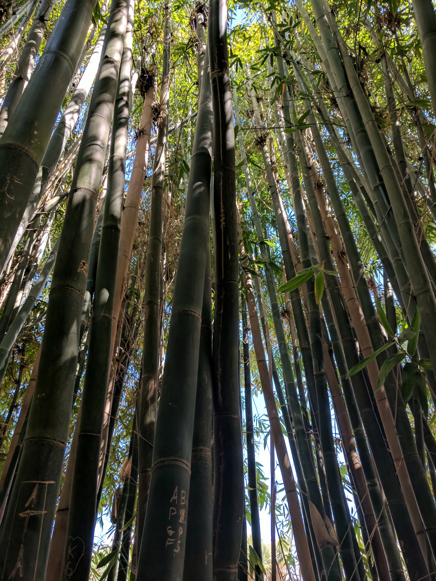 bamboo bamboo plants stalk free photo