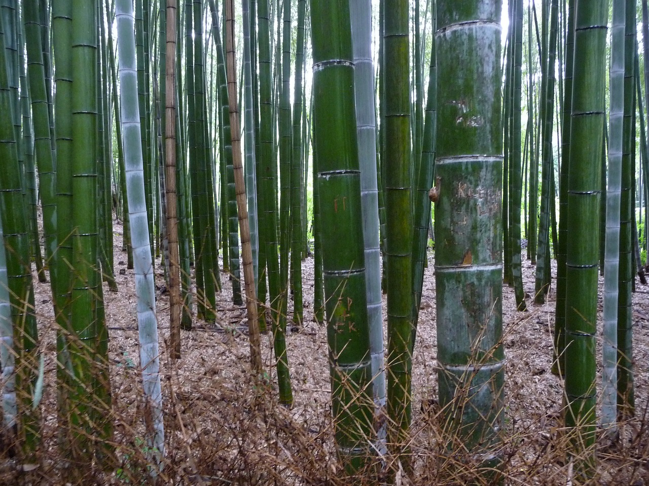bamboo forest kyoto bamboo free photo