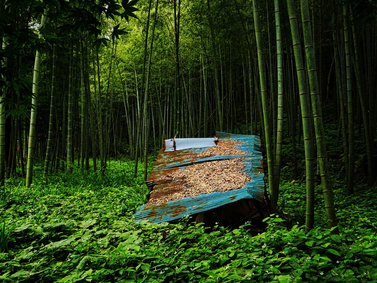 bamboo forest green japan free photo