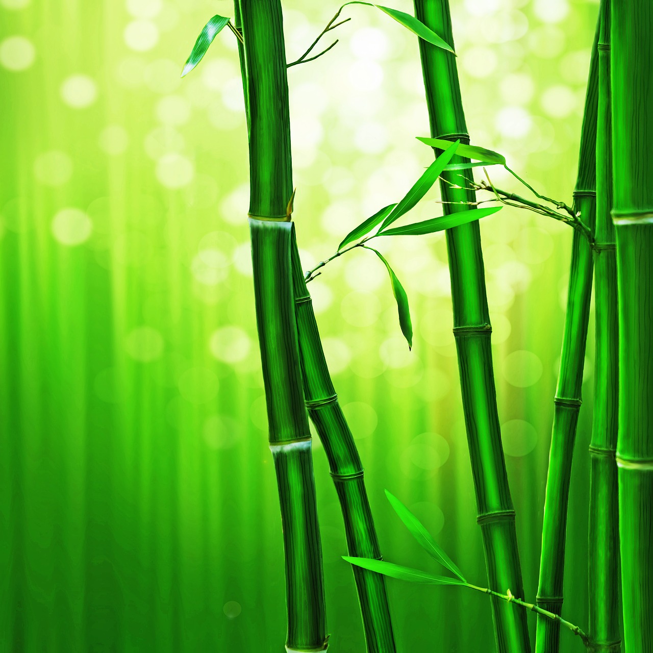 bamboo forest  green  bokeh free photo