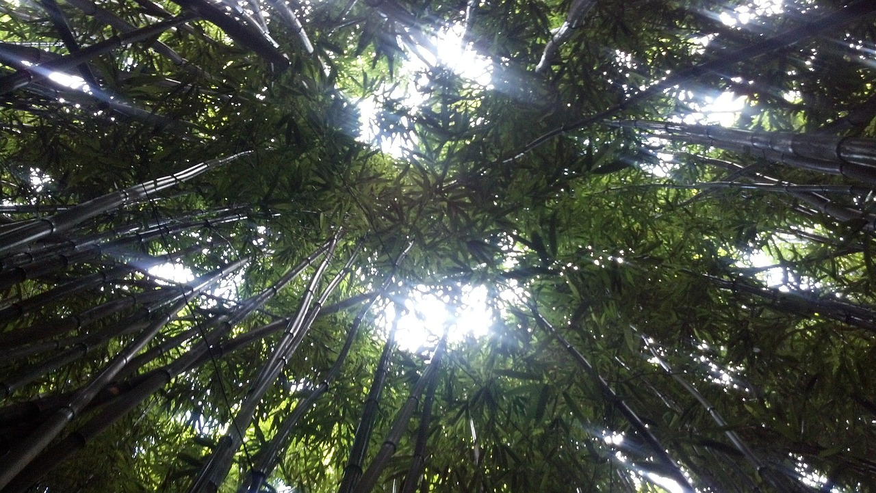 bamboo forest maui hawaii free photo