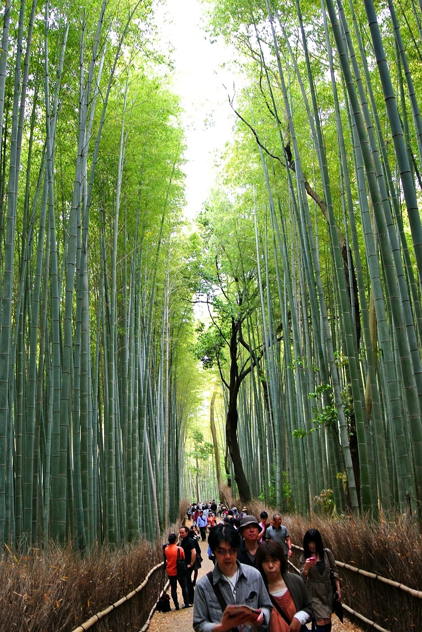 bamboo forest sagano forest free photo