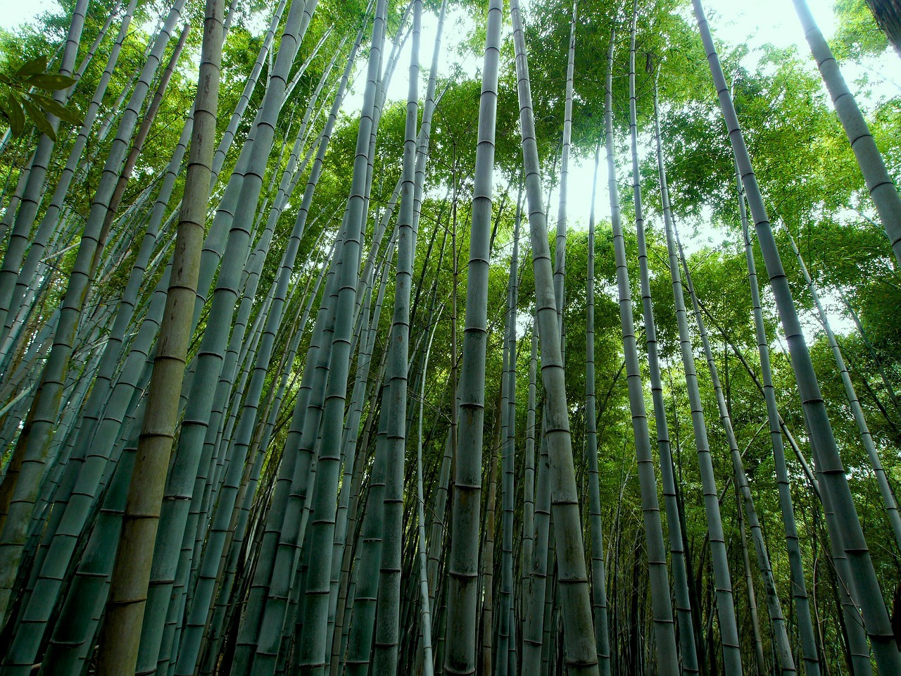 bamboo forest bamboo green free photo