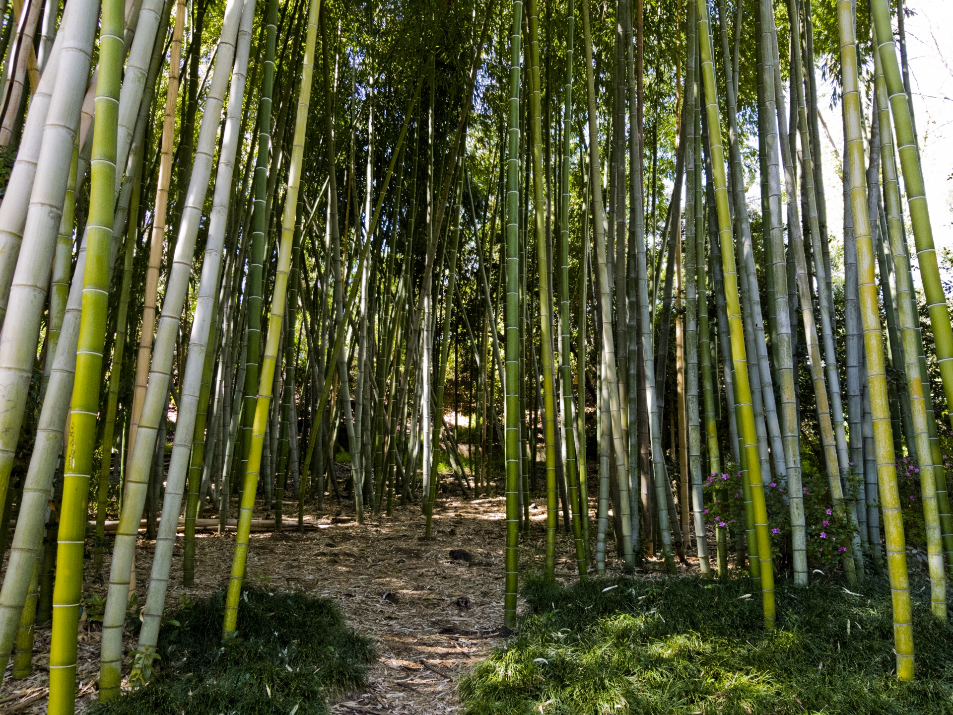 Download Free Photo Of Background Green Sticks Bamboo Forest From Needpix Com