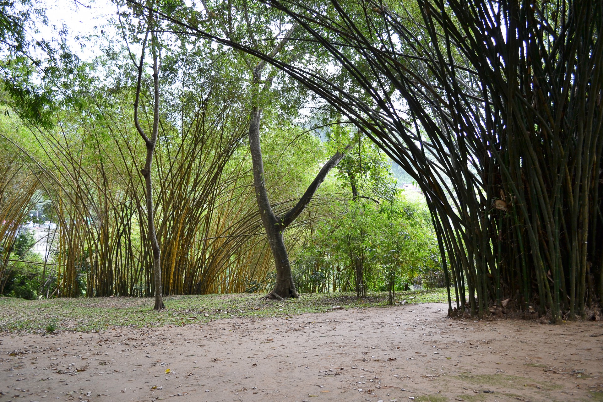 bamboo tree bamboo forest free photo