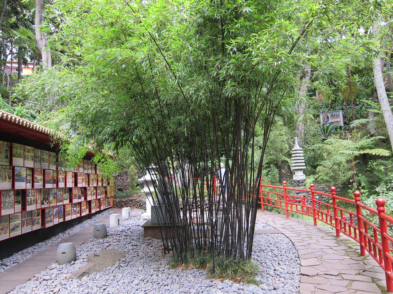 bamboo garden bamboo oriental free photo