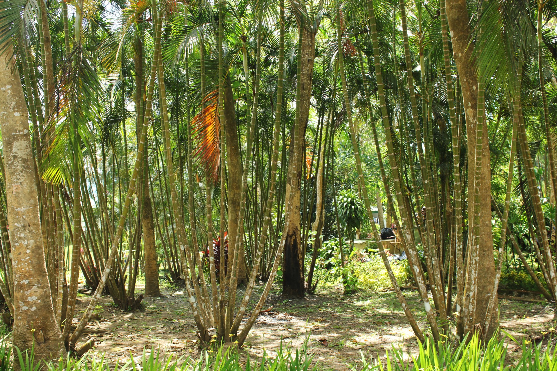 bamboo trunks leaves free photo