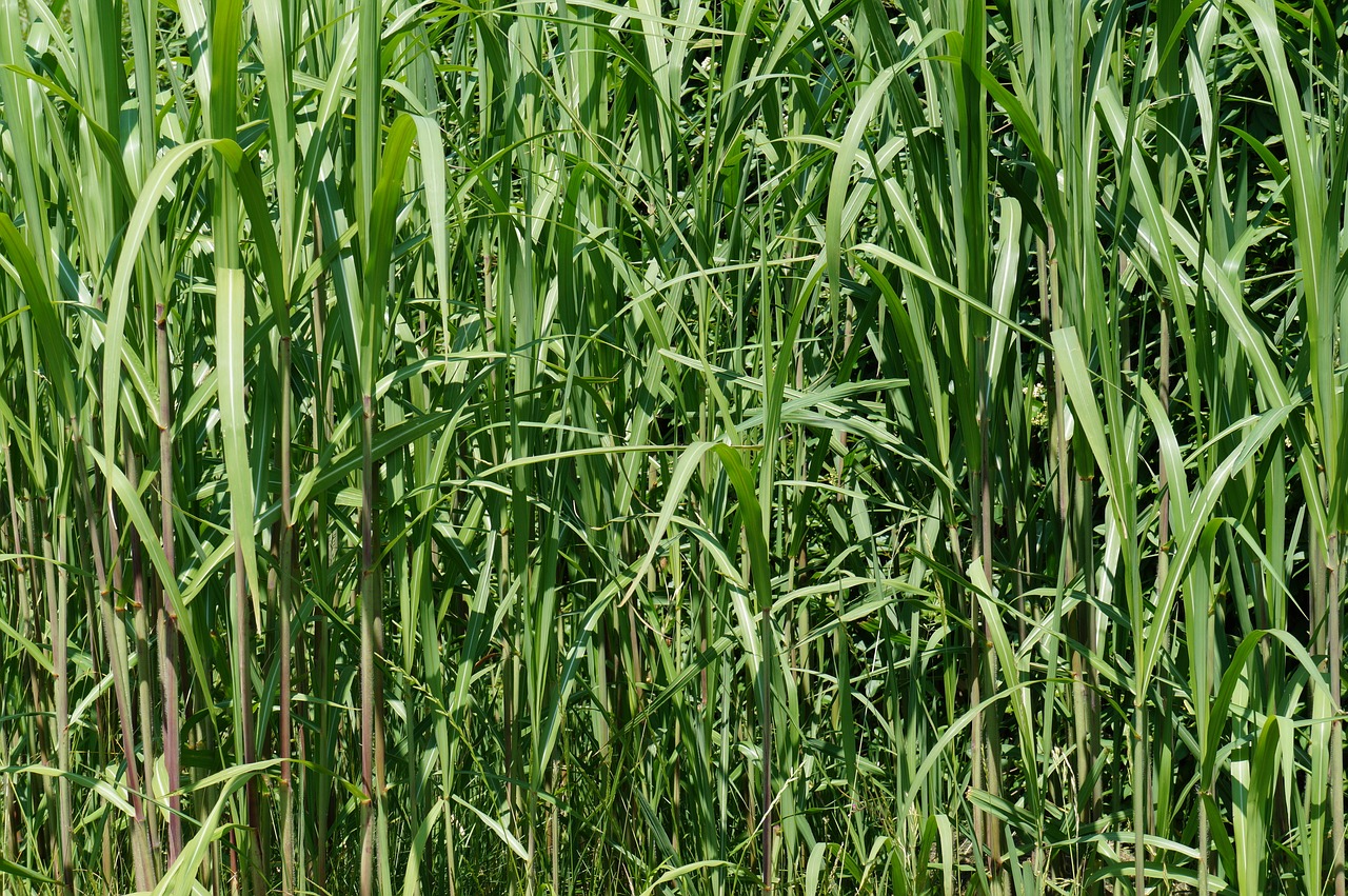 bamboo grass green texture free photo