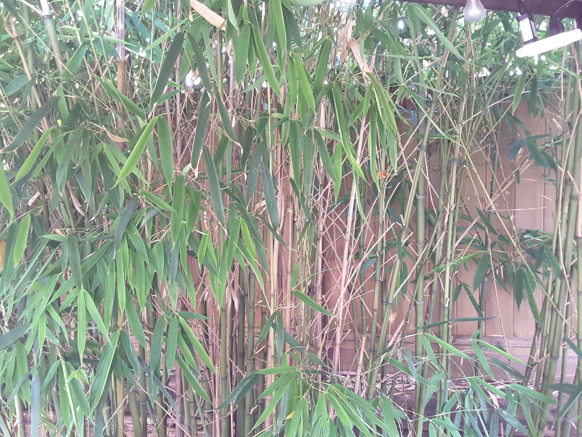 wallpaper bamboo grass free photo