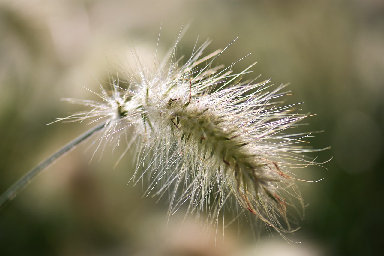 bamboo grassedit this page  grasses  grass free photo