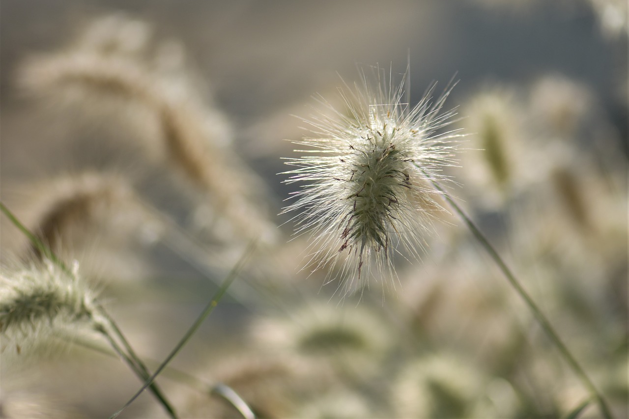 bamboo grassedit this page  grasses  grass free photo