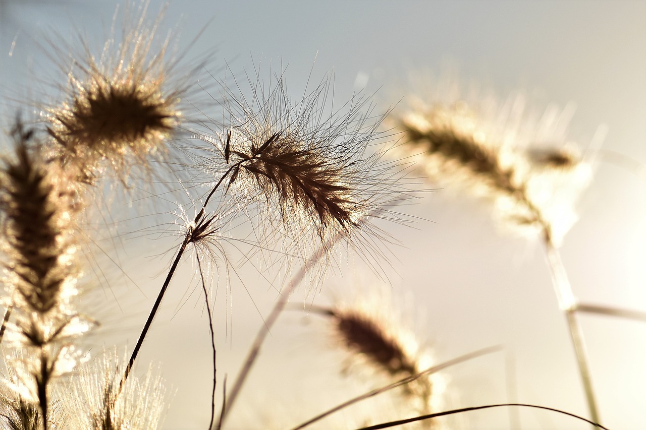 bamboo grassedit this page  grasses  meadow free photo