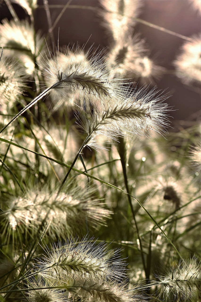 bamboo grassedit this page  grass  meadow free photo