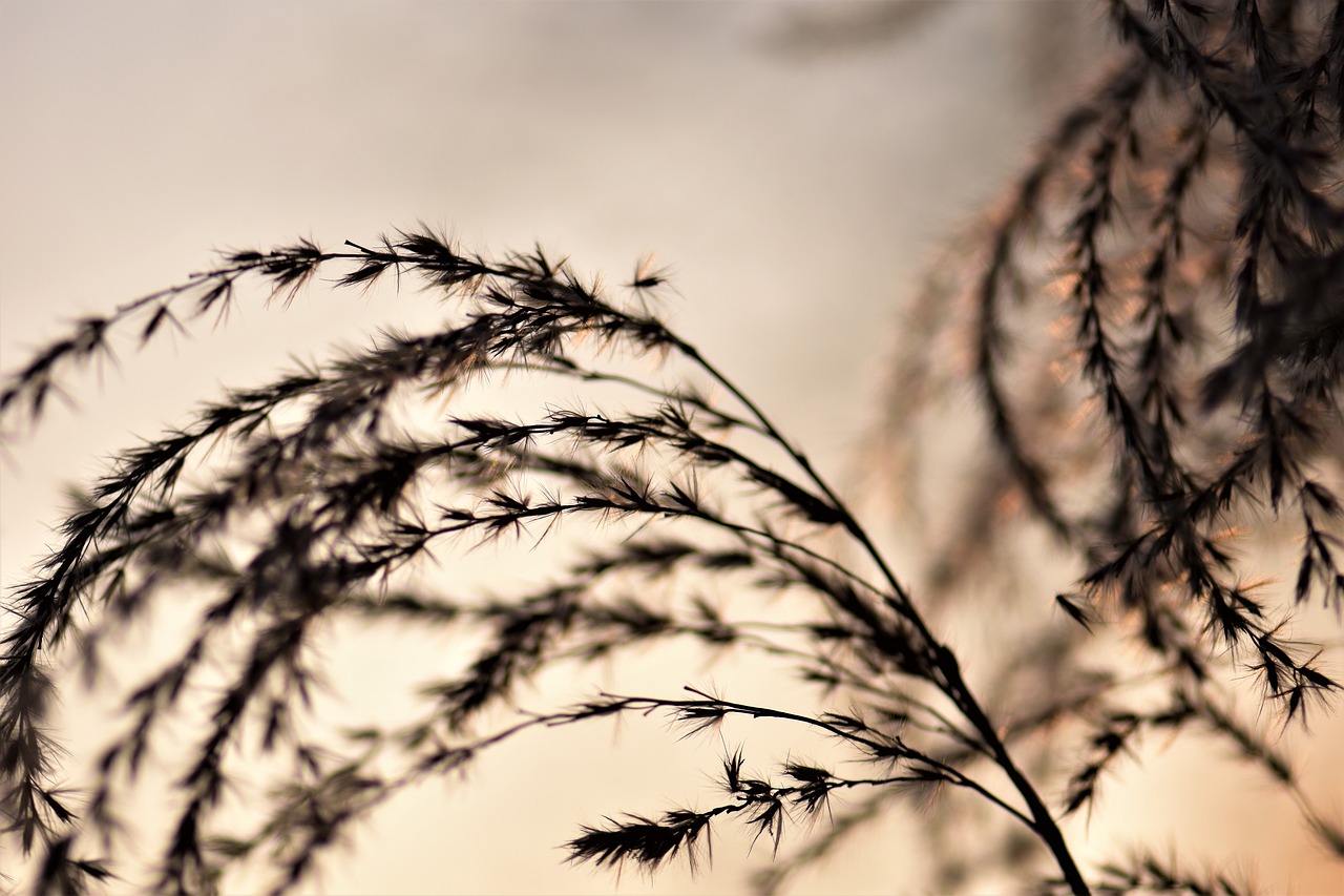 bamboo grassedit this page  grass  blades of grass free photo