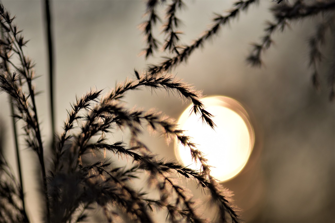 bamboo grassedit this page  grass  blades of grass free photo