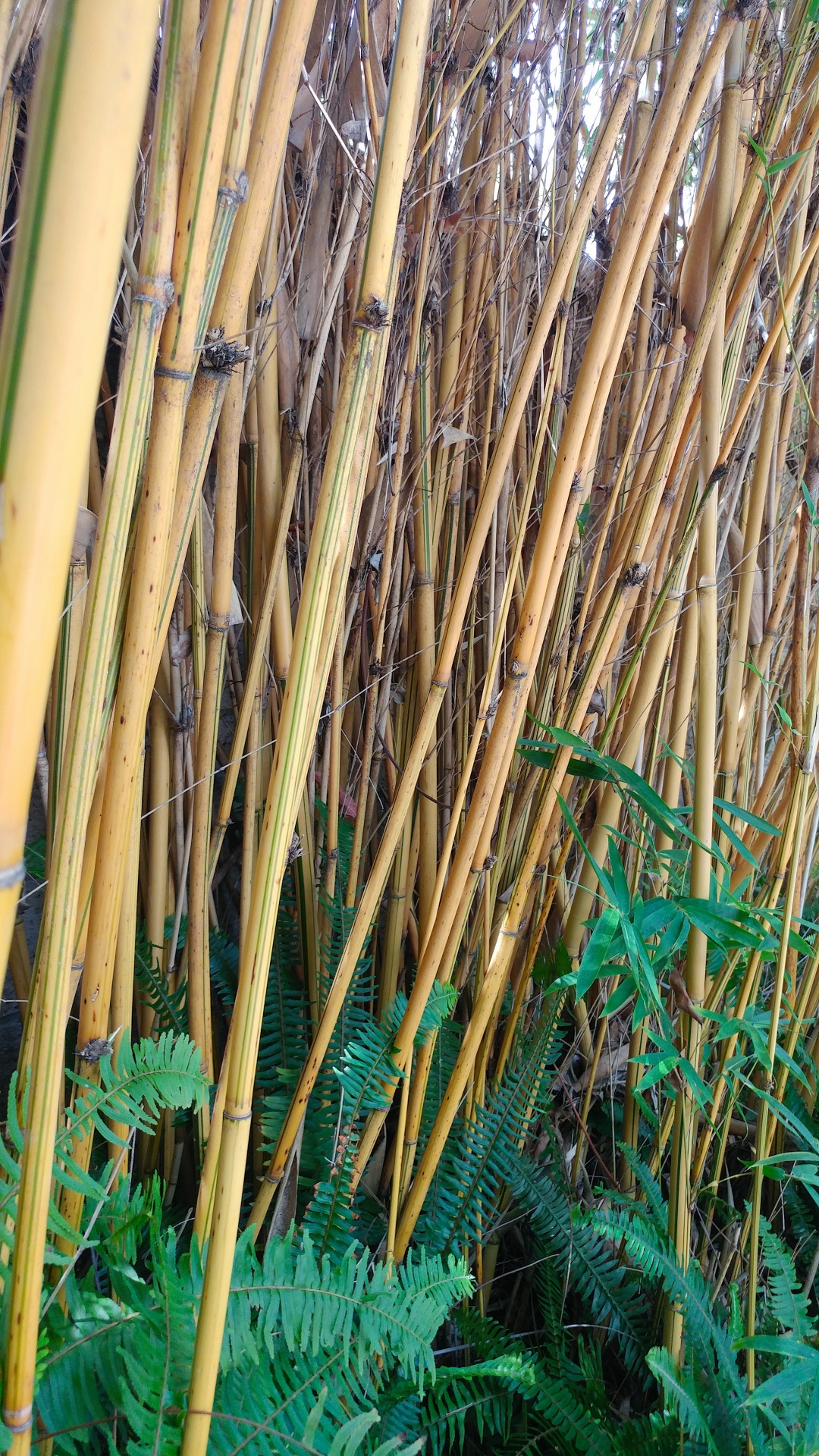 bamboo plant garden free photo