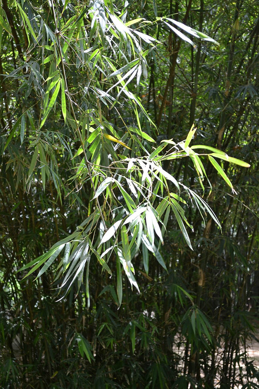 bamboo leafs bamboo bamboo tree plants free photo