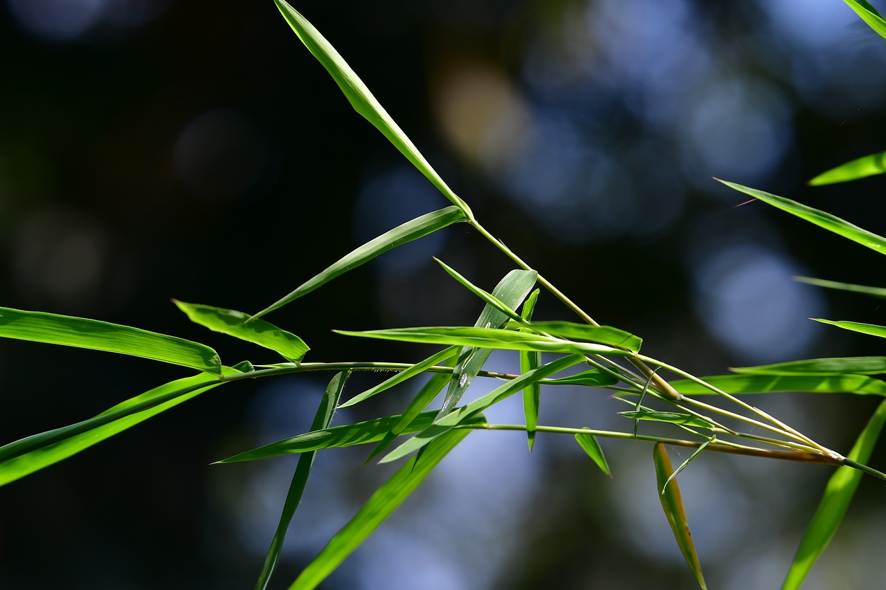 bamboo leaves  branch  fresh free photo