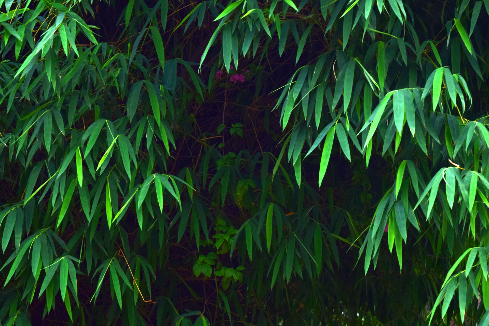 bamboo leaves trees free photo