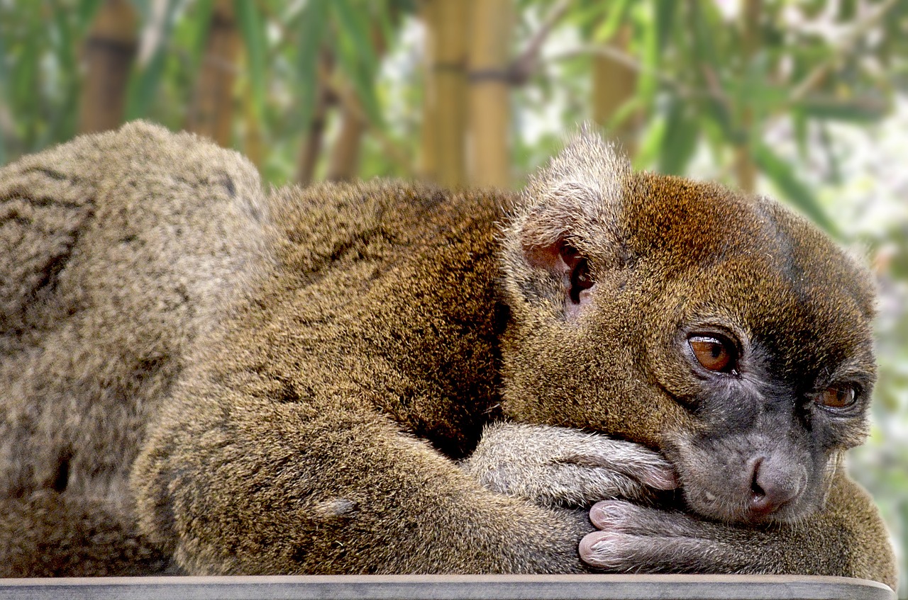 bamboo lemur lemur primates free photo