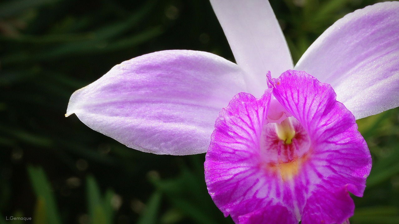 bamboo orchid flowers garden free photo