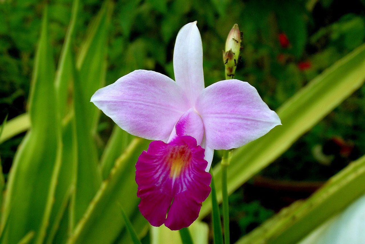 bamboo orchid garden flowers free photo