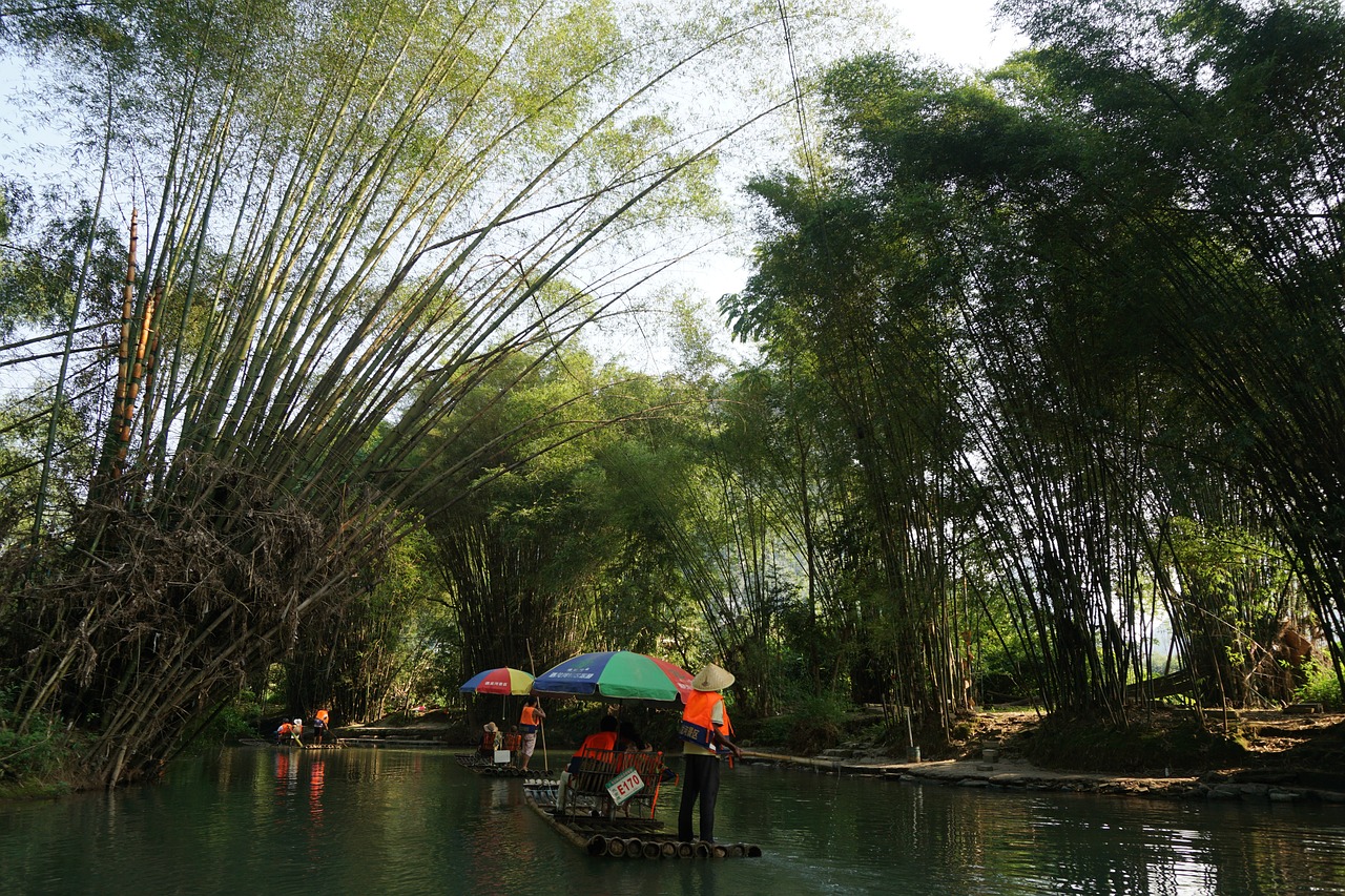 bamboo raft  yulong river  bamboo forest free photo