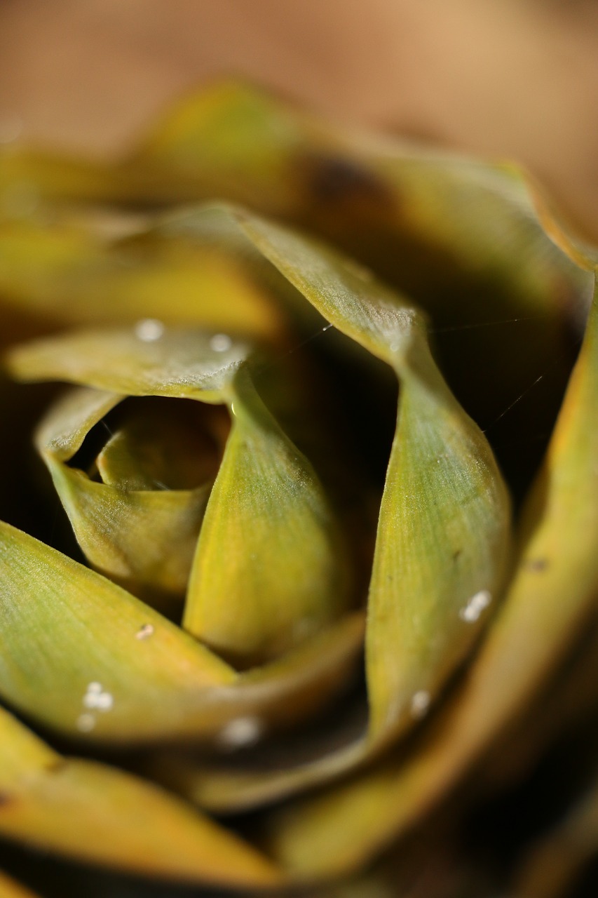 bamboo shoots soil dew free photo