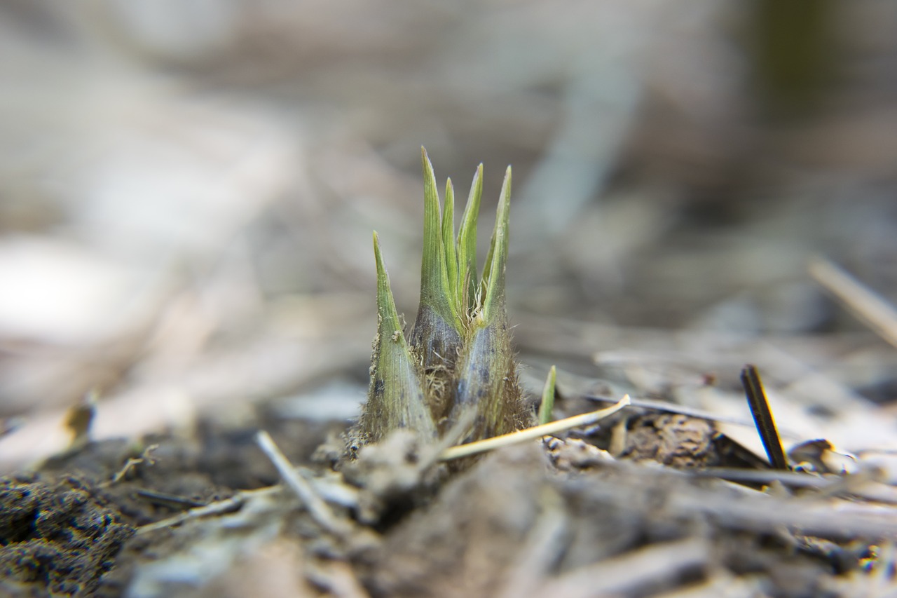 bamboo shoots close-up macro free photo