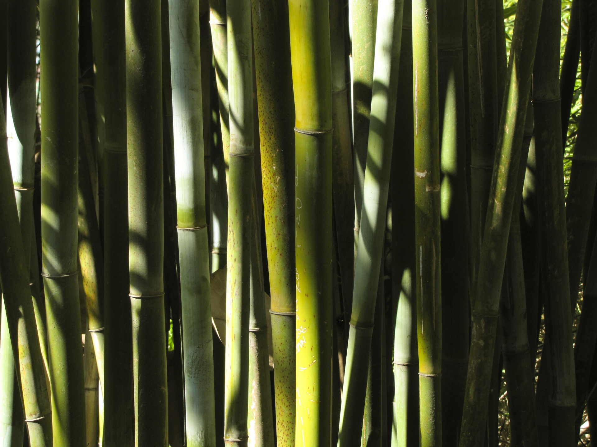 green bamboo wall free photo