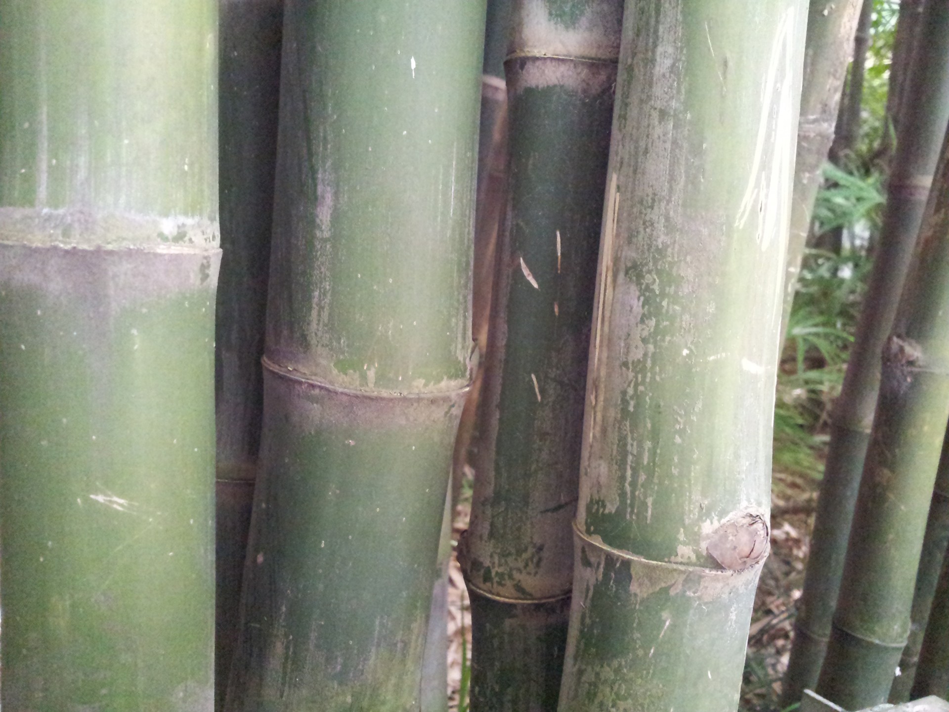 bamboo step thick free photo