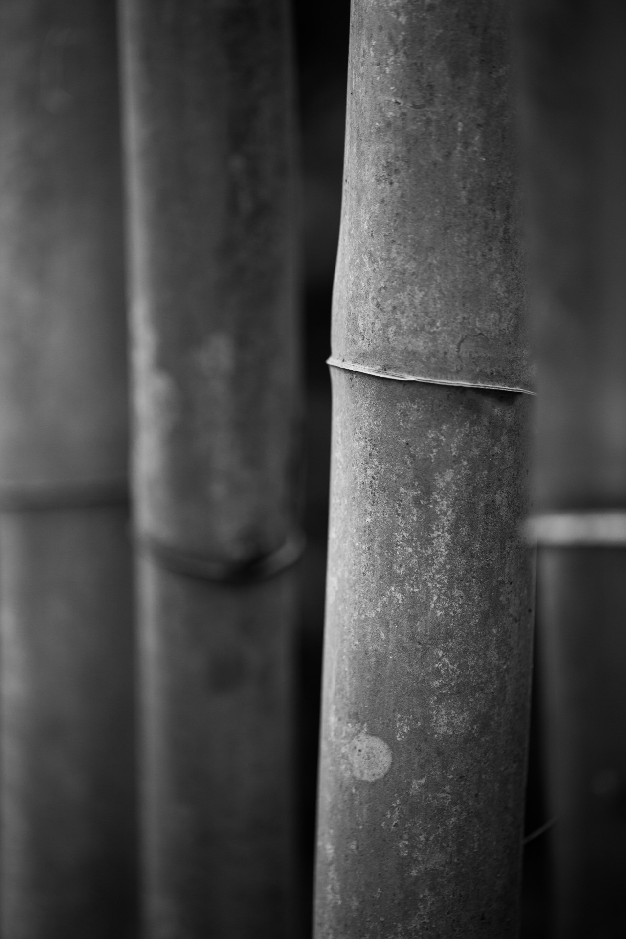 background bamboo black white free photo