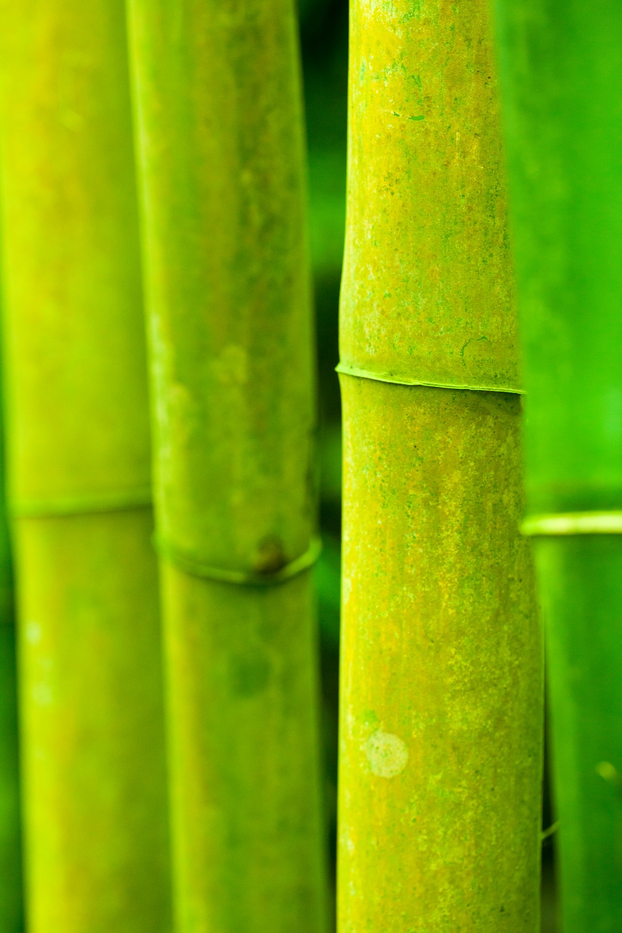 background bamboo branch free photo