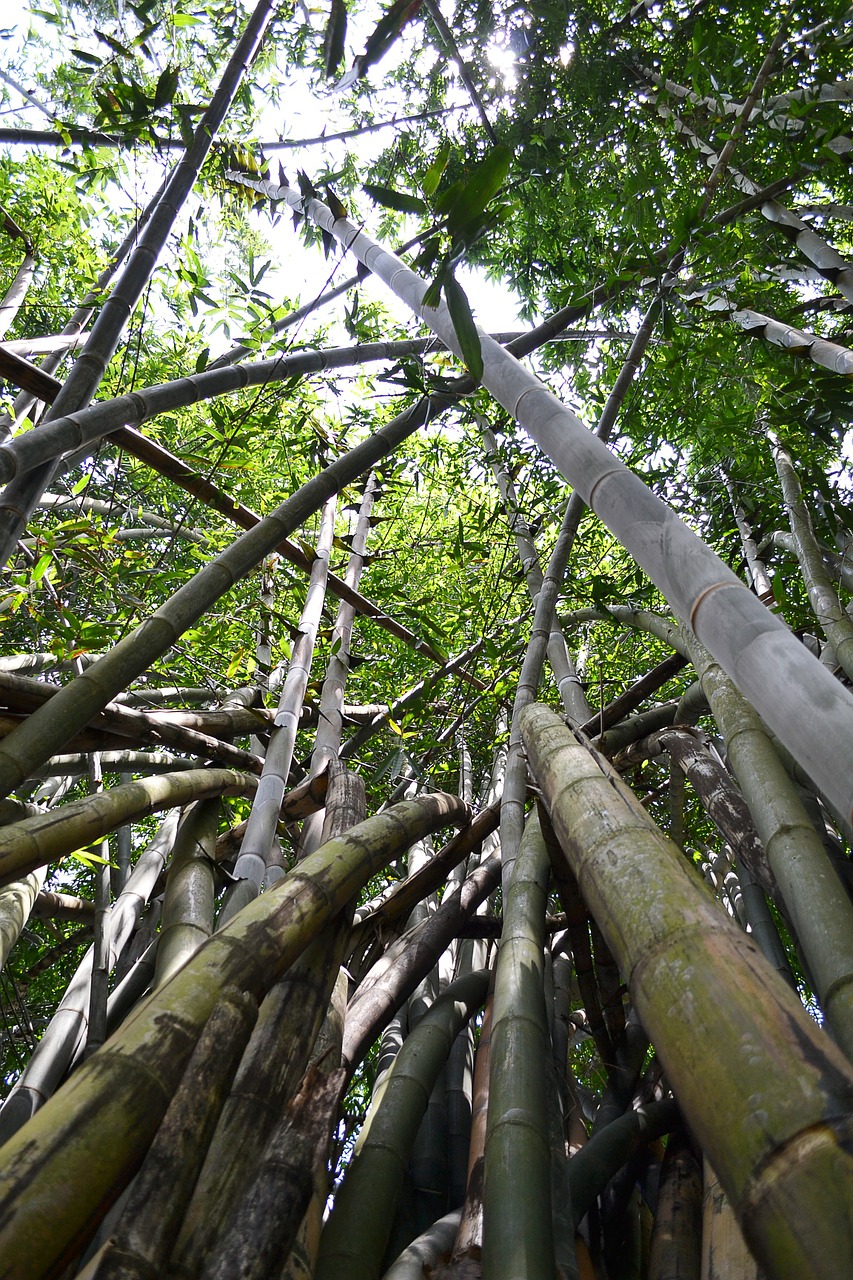 bamboo tree bamboo bamboo forest free photo