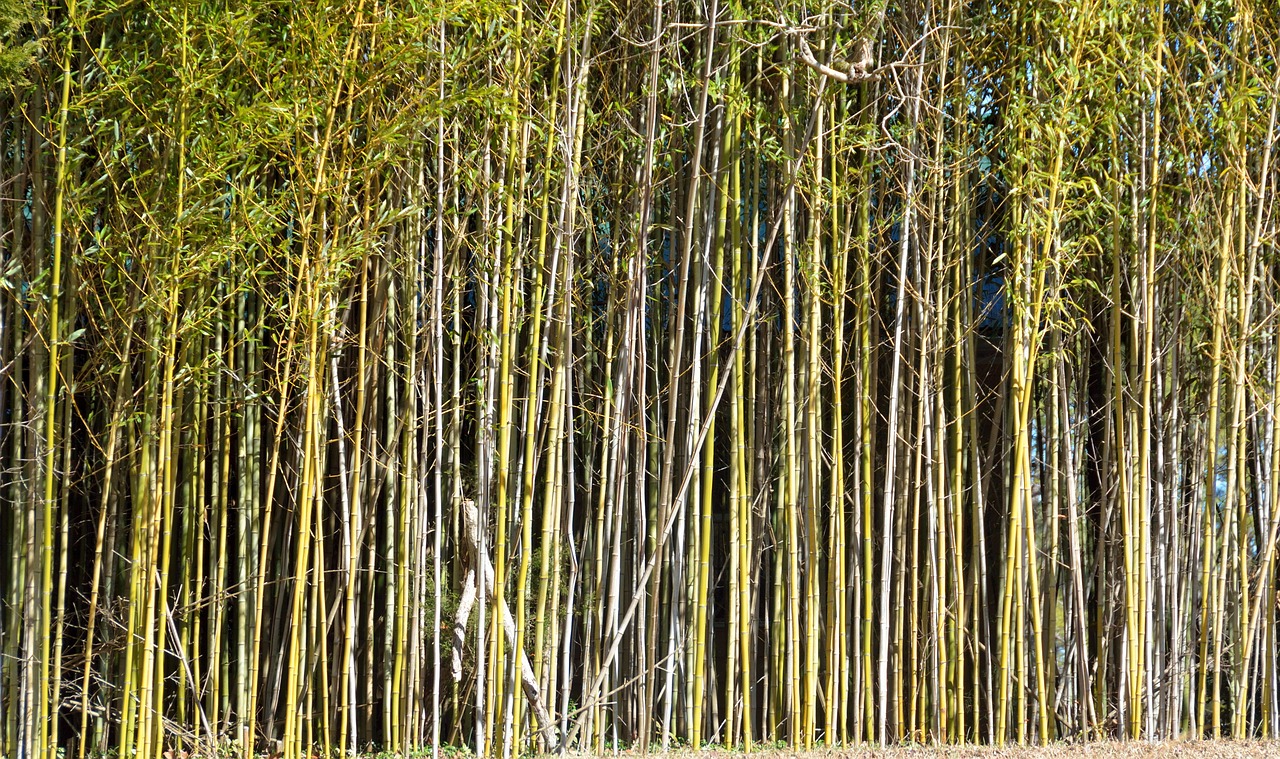 bamboo trees background bamboo free photo