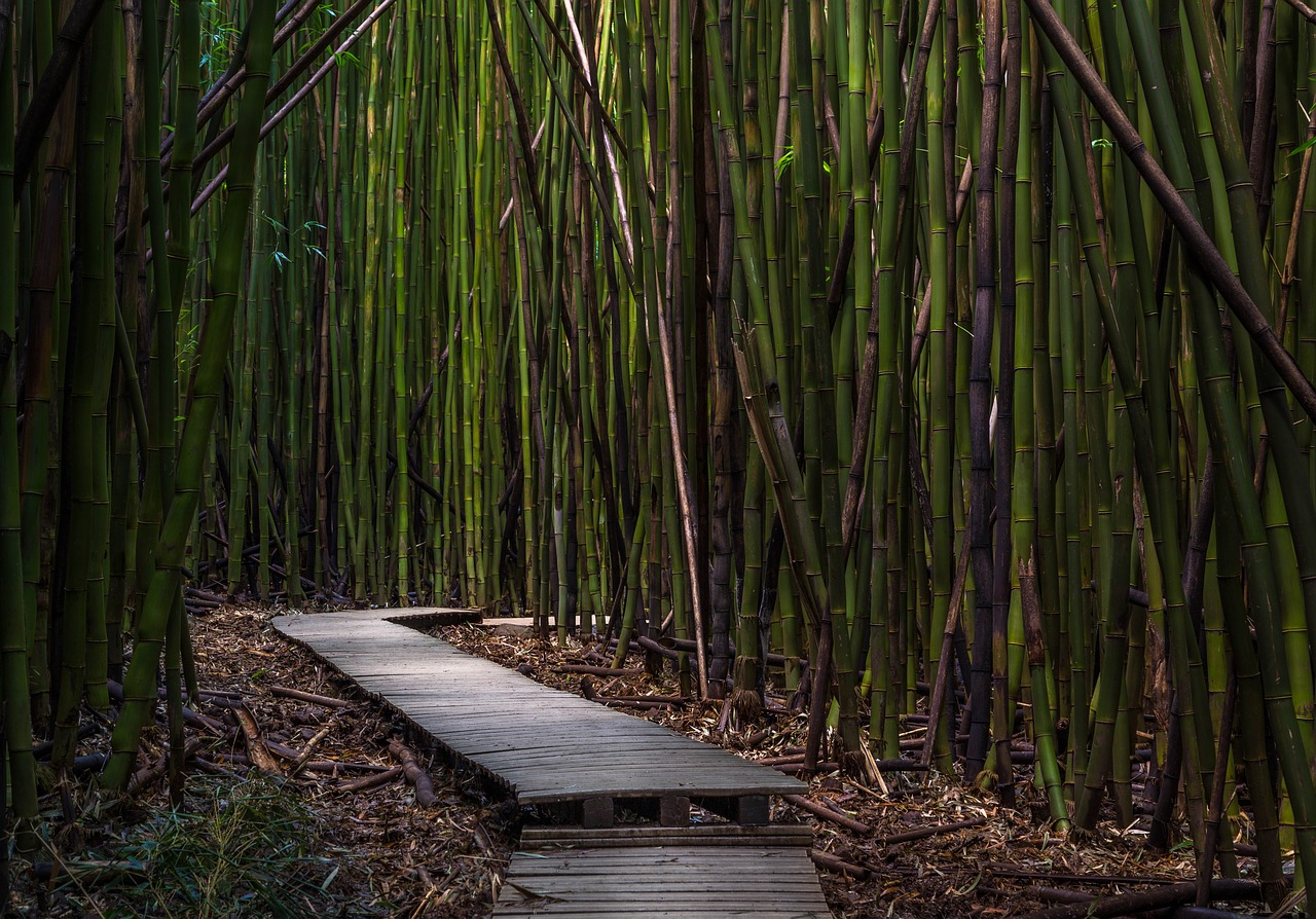 bamboo trees dock environment free photo