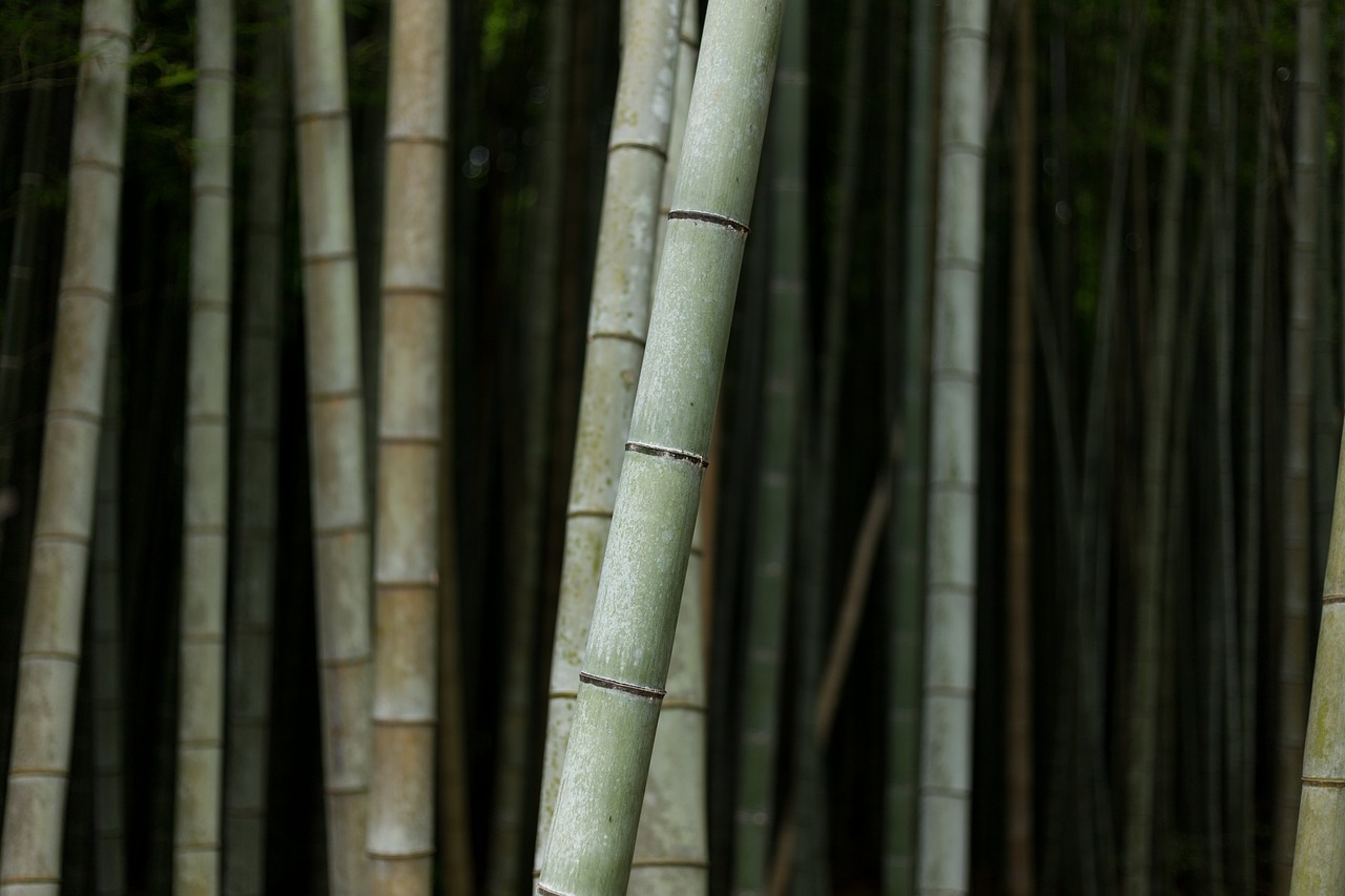 bamboos nature plant free photo