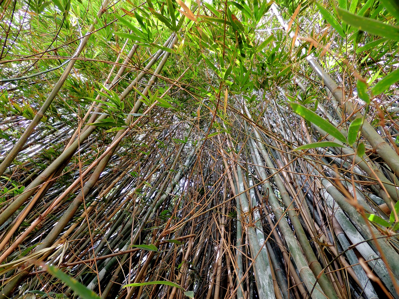 bamboos bamboo grove bamboo forest free photo