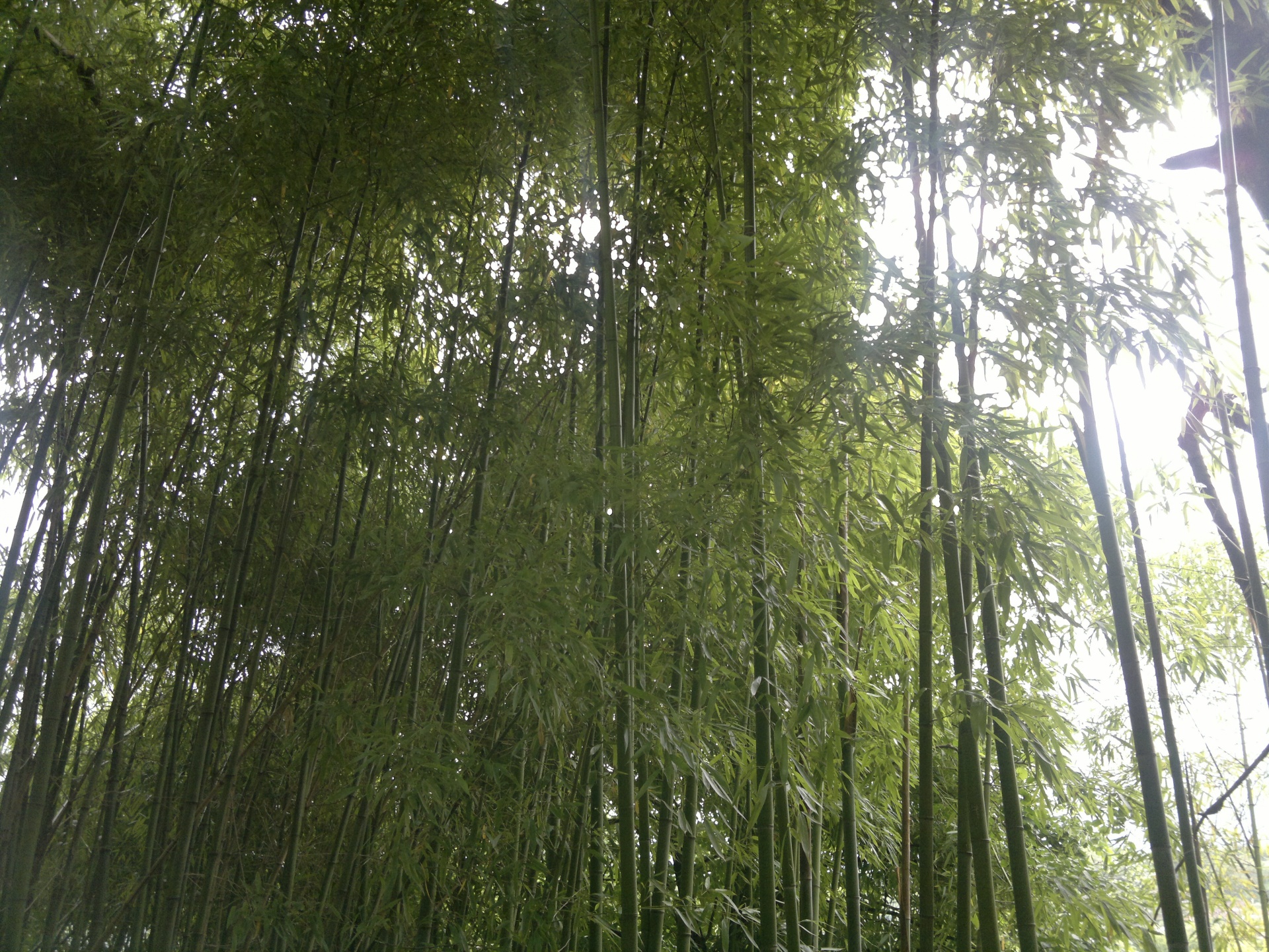 bamboo phyllostachys aurea bambuseae free photo