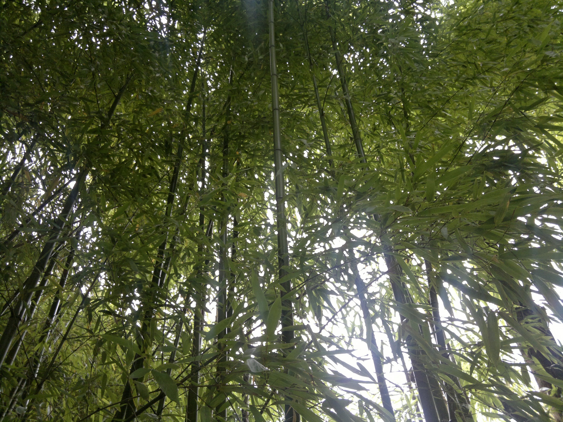 bamboo phyllostachys aurea bambuseae free photo