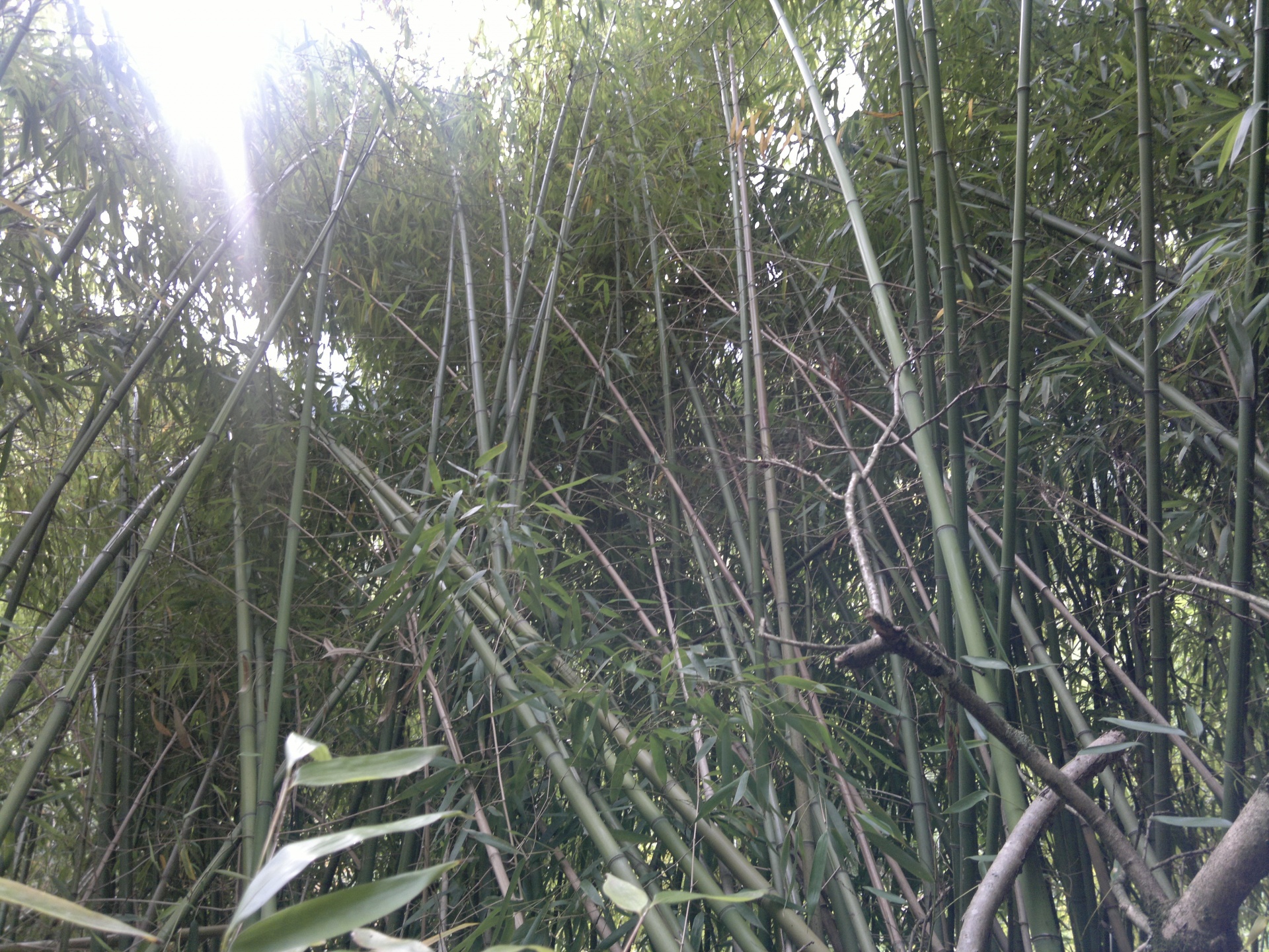 thatched bamboo plant free photo