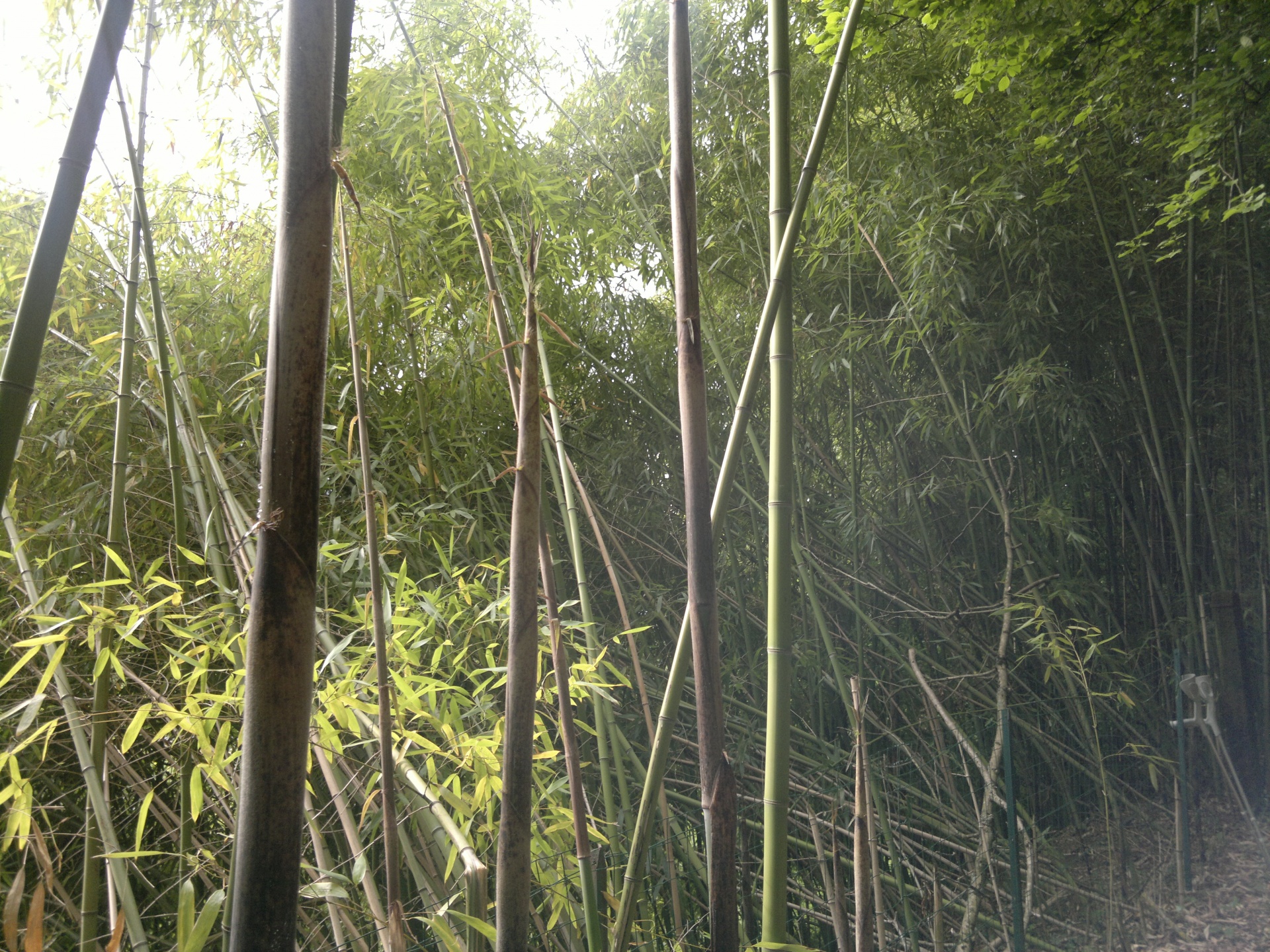 thatched bamboo plant free photo